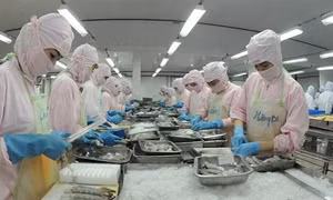 Xuất khẩu hải sản sang EU bị tác động mạnh bởi thẻ vàng IUU