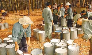 Doanh nghiệp khó tiếp cận nguồn cung gỗ cao su nguyên liệu