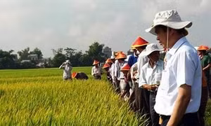 Bình Định hỗ trợ lúa giống giúp đồng bào dân tộc thiểu số phát triển sản xuất