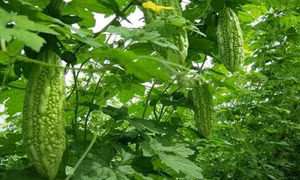 Trồng mướp đắng trên đất cát cho hiệu quả cao ở Quảng Điền