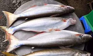 Ông Lâm Văn Bình nuôi cá bông lau có thu nhập cao