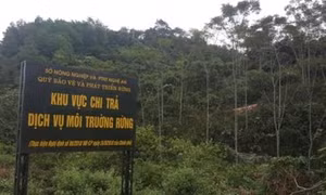 Thu dịch vụ môi trường rừng tăng gần 70%