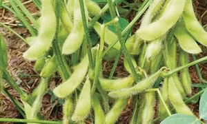 Kỹ thuật trồng đậu nành rau
