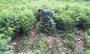 Kỹ thuật trồng rau ngót mang lại kinh tế ổn định cho gia đình