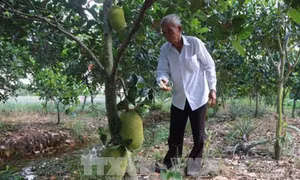 Thu nhập cao từ vườn cây đặc sản vùng Đồng Tháp Mười