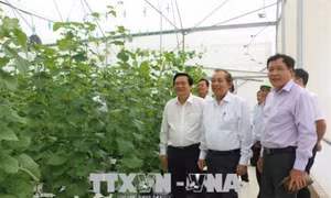 Phó Thủ tướng Trương Hòa Bình tham quan mô hình trồng dưa công nghệ cao tại Long An