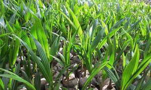 Chọn giống dừa cho hiệu quả kinh tế cao