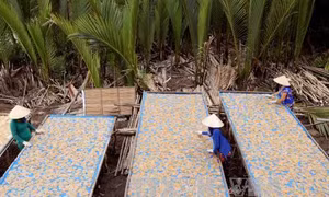 Bánh phồng tôm Mũi Cà Mau được chứng nhận nhãn hiệu tập thể