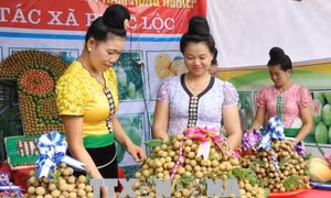 Nhãn Sông Mã góp phần xóa đói, giảm nghèo cho người dân