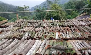 Phát triển cây quế giúp đồng bào Mơ nông tăng thu nhập