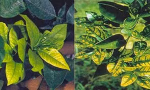 Xử lý ngộ độc dinh dưỡng trên cây trồng