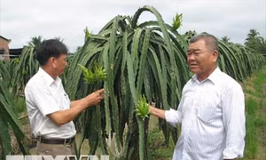 Ông Phạm Văn Tư trở thành "triệu phú" nhờ cây thanh long ruột đỏ