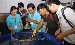 Thành phố Hồ Chí Minh đặt mục tiêu xuất khẩu cá cảnh đạt 22 - 23 triệu USD trong năm 2018