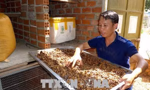 Anh Nguyễn Bá Cừ làm giàu từ mô hình cà phê chồn 