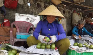 Cơ hội mới cho trái vú sữa Lò Rèn Vĩnh Kim