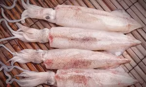 Mẹo chọn mực tươi ngon như dân biển