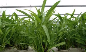 Trồng rau muống thủy canh cho lợi nhuận 1,5 tỷ đồng/năm