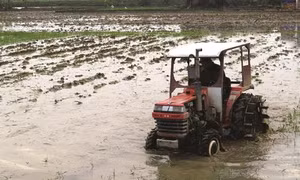 Một số kinh nghiệm sản xuất lúa mùa hiệu quả
