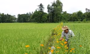 An Giang áp dụng công nghệ sinh thái nâng cao hiệu quả sản xuất