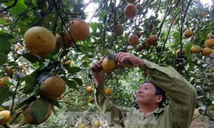 Giữ thương hiệu cam Cao Phong nhờ công nghệ số hóa