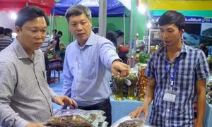 Lễ hội sâm Ngọc Linh tại Quảng Nam