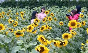Hoa hướng dương nở giữa Hoàng Thành