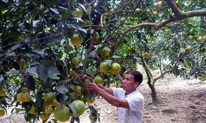 Ông Trần Quốc Quân người tiên phong trong phát triển kinh tế ở Hòn Vang