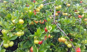 Hấp dẫn Sơ ri Gò Công