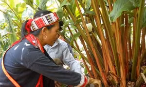 Kỹ thuật trồng thảo quả