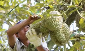 Các tỉnh Tây Nguyên phát triển cây ăn quả theo xu hướng thị trường