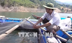 Nuôi cá lồng bè góp phần xóa đói giảm nghèo cho đồng bào Kor ở Quảng Ngãi