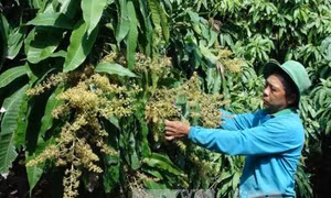Biện pháp hạn chế hiện tượng rụng hoa và rụng trái non trên xoài