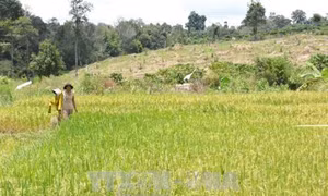 Đắk Lắk thu hồi đất lâm nghiệp lấn chiếm trái phép để trồng lại rừng