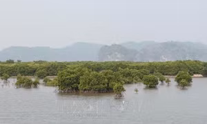 Nâng cao hiệu quả sử dụng rừng và đất lâm nghiệp