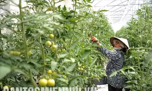 An Giang: Khuyến nông cho nông nghiệp công nghệ cao