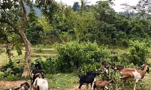 Anh Dương Văn Tư từ nghèo đói trở thành triệu phú nuôi dê ở bản Mông