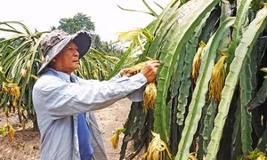 Long An có gần 1.500 ha thanh long ứng dụng công nghệ tiên tiến