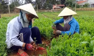 Thừa Thiên - Huế nhân rộng mô hình ươm cây lâm nghiệp bằng túi bầu tự hoại