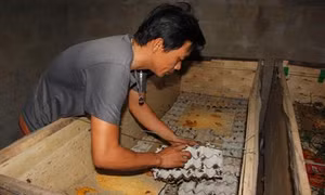 Anh Lê Thành Trung thu nhập tốt từ nuôi côn trùng
