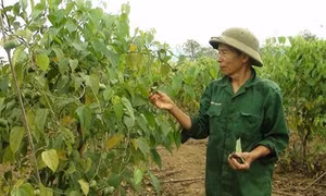 Hòa Bình trồng cây sachi đạt hiệu quả kinh tế cao