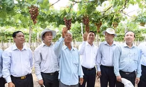 Triển vọng giống nho mới NH01-152 ở Ninh Thuận