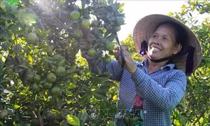Quýt ngọt Hương Cần vào vụ
