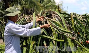 Phòng bệnh đốm nâu trên cây thanh long
