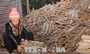 Người dân xã Nông Thượng thoát nghèo nhờ trồng quế