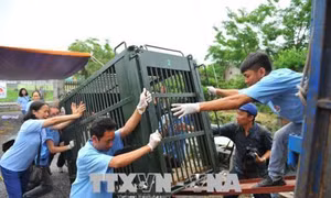 Giải cứu hơn 100 cá thể động vật hoang dã