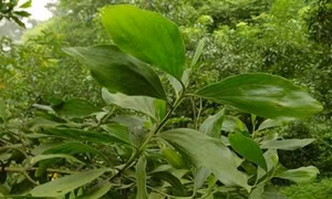 Kỹ thuật trồng Keo tai tượng