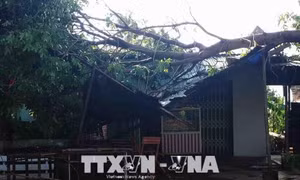 Mưa lớn kèm lốc xoáy gây thiệt hại về người và tài sản tại Ea Súp