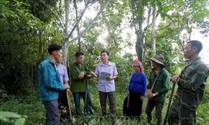 Có thể thu được 2.500 tỷ đồng tiền dịch vụ môi trường rừng trong năm 2018