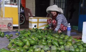 Bơ ở Đắk Lắk trúng mùa được giá