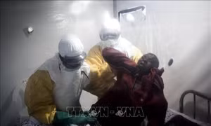 Phát hiện "lá chắn" chống virus Ebola trong tế bào người